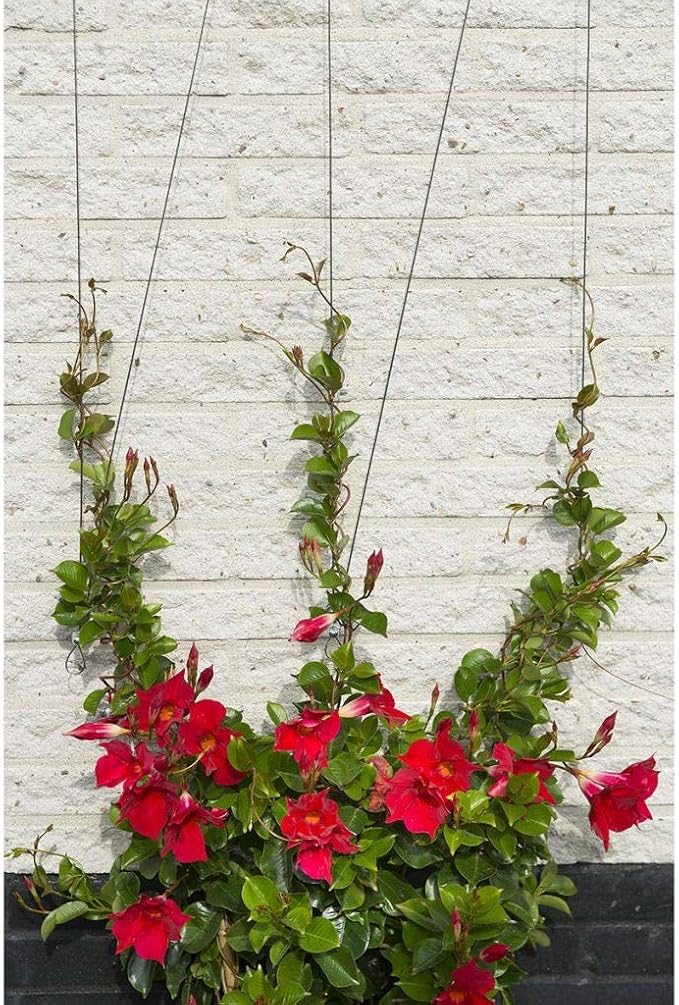 Nature Juego de Alambre para Enrejado para Plantas Trepadoras Casa ...
