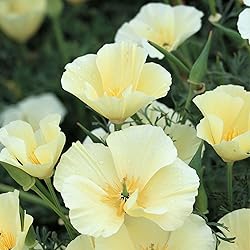 Eden Brothers California Poppy Seeds - Alba