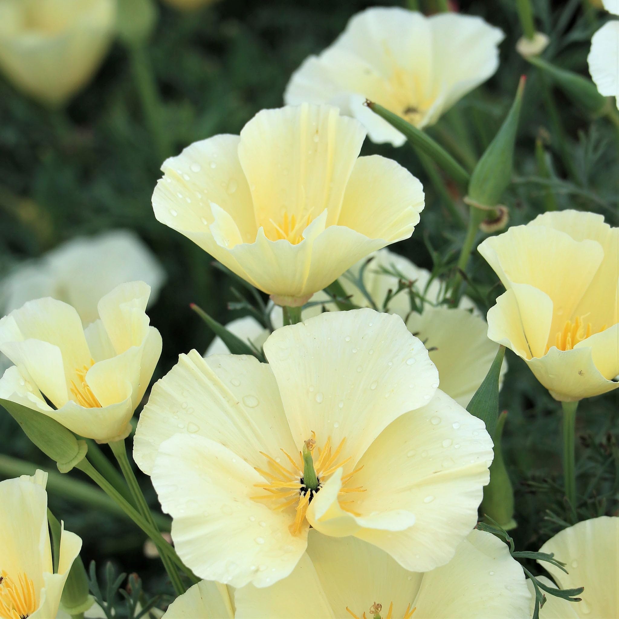 Eden Brothers California Poppy Seeds - Alba