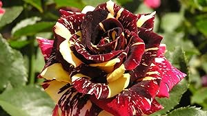 Live Rare tiger stripped rose plant (imported)