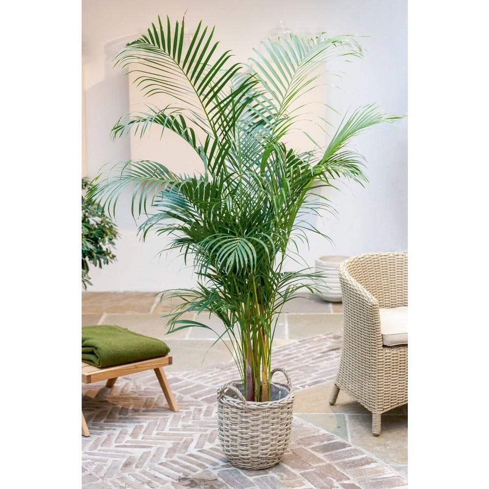 dracaena red sister Cordyline 'Red Sister' | Vibrant Red-Pink Foliage main image 0