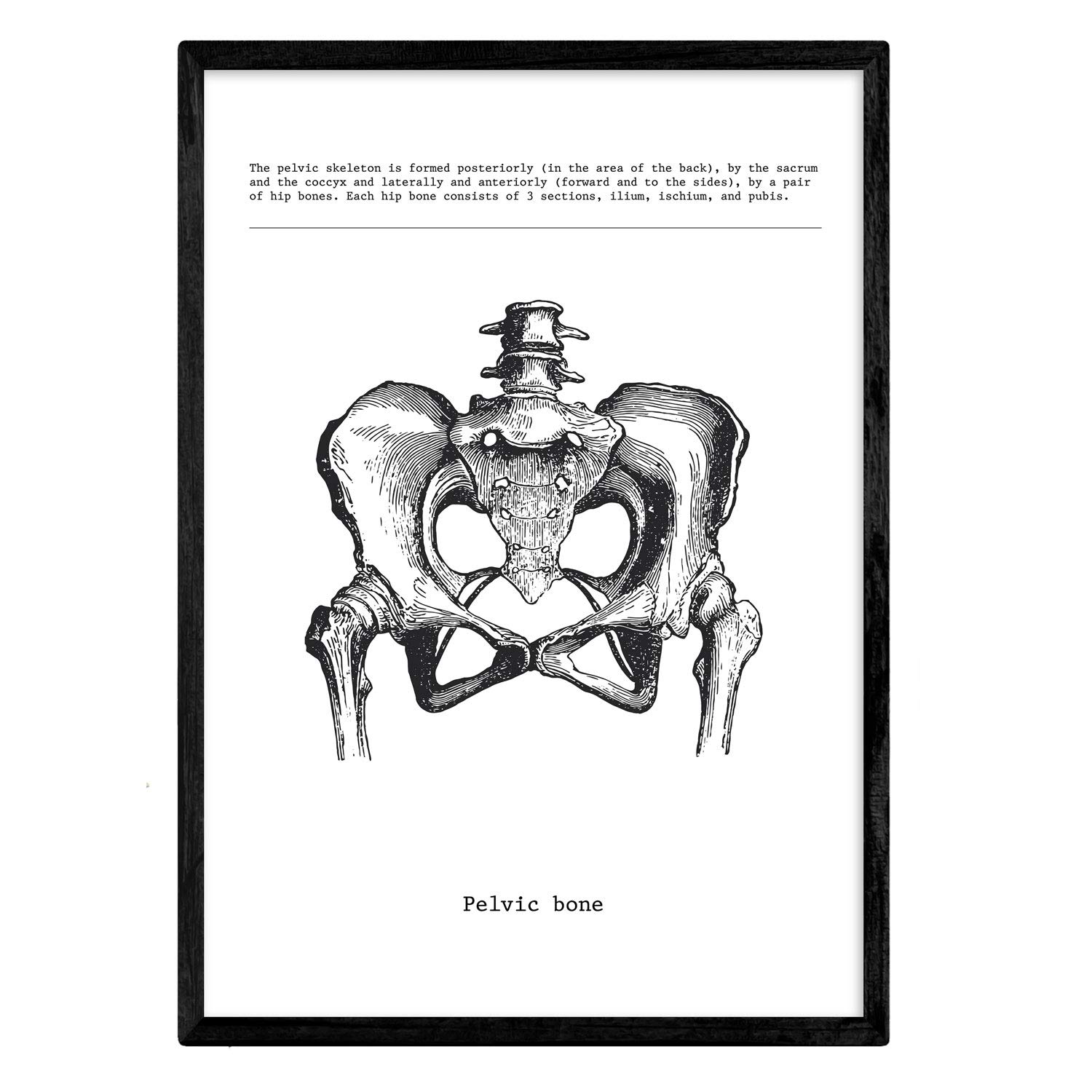 Nacnic Anatomy Poster. Vintage style wall decoration of pelvis, muscles and bones. Assorted black and white pictures of human anatomy and body parts. Size A3.