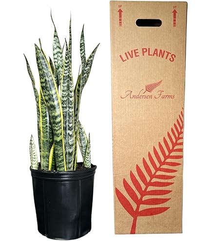 black zz plant canada ZZ Plant 'Oscuro Black'