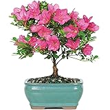 Brussel's Bonsai Live Satsuki Azalea Outdoor Bonsai Tree - 5 Years Old; 6" to 8" Tall with Decorative Container