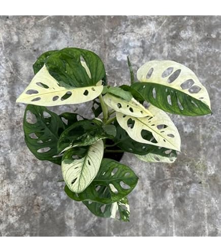 Amazon.com : Monstera Albo Variegated Half Moon Plant, Large Leaves, Live  Indoor Houseplant : Patio, Lawn & Garden