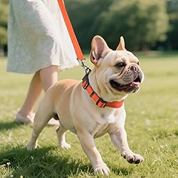 Joytale Dog Collar,Soft Neoprene Padded Breathable