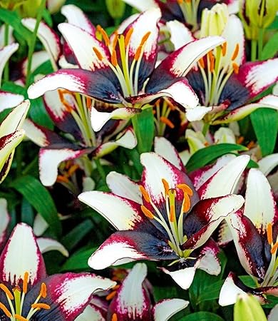 BALDUR-Garten Lilie 'Netty´s Pride', 3 Knollen Lilium