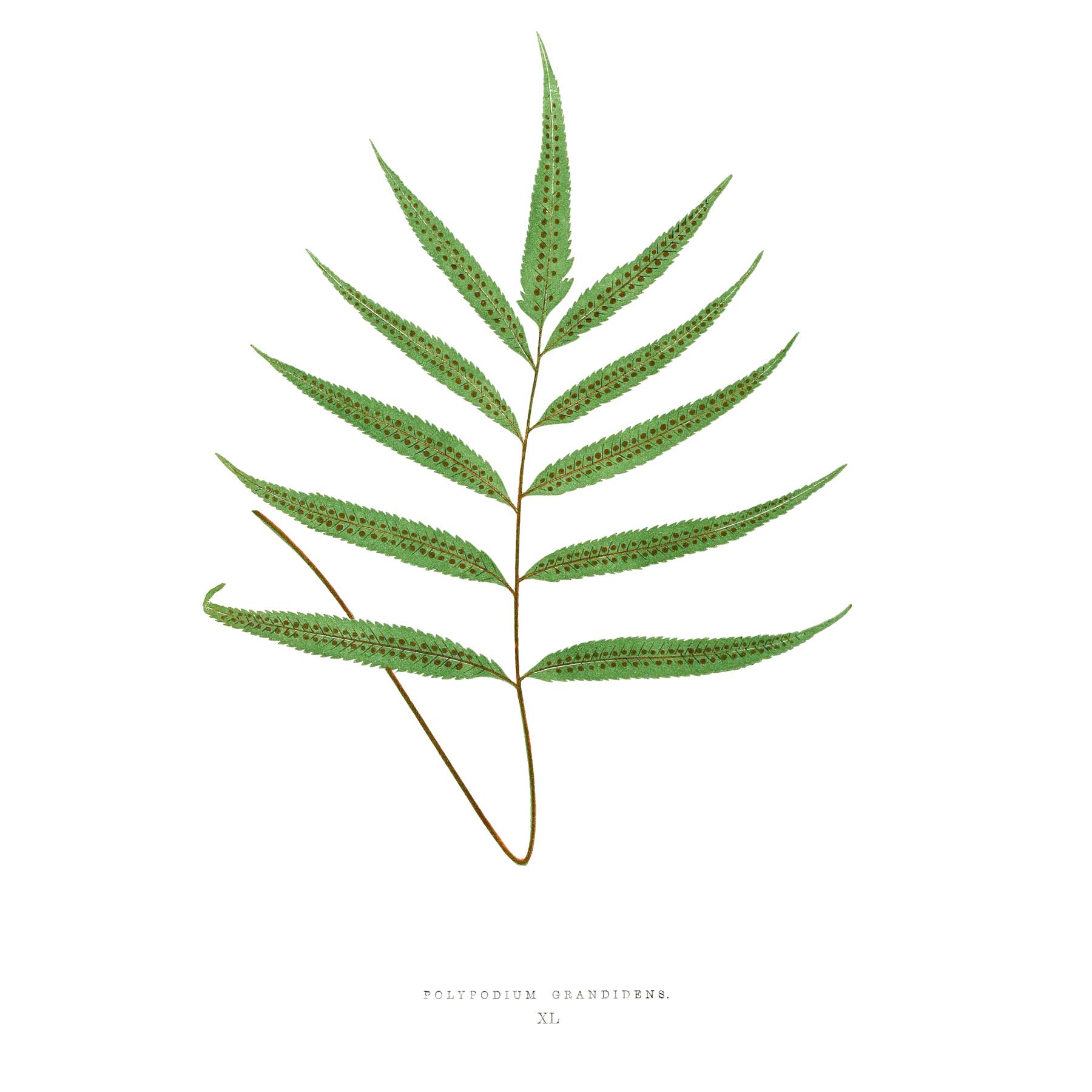 Wee Blue Coo Fern Polypodium Grandidens Large Wall Art Print Canvas Premium Poster