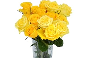 GREENCHOICEFLOWERS Fresh Cut 12 Yellow Roses - Fresh from the Farm Yellow Rose Bouquet – Hand-Selected Long-Lasting, Gift and Home Decor Perfect Fresh Flowers |20" Long Stems No Vase- Dozen | Valentines Day Flowers Gift