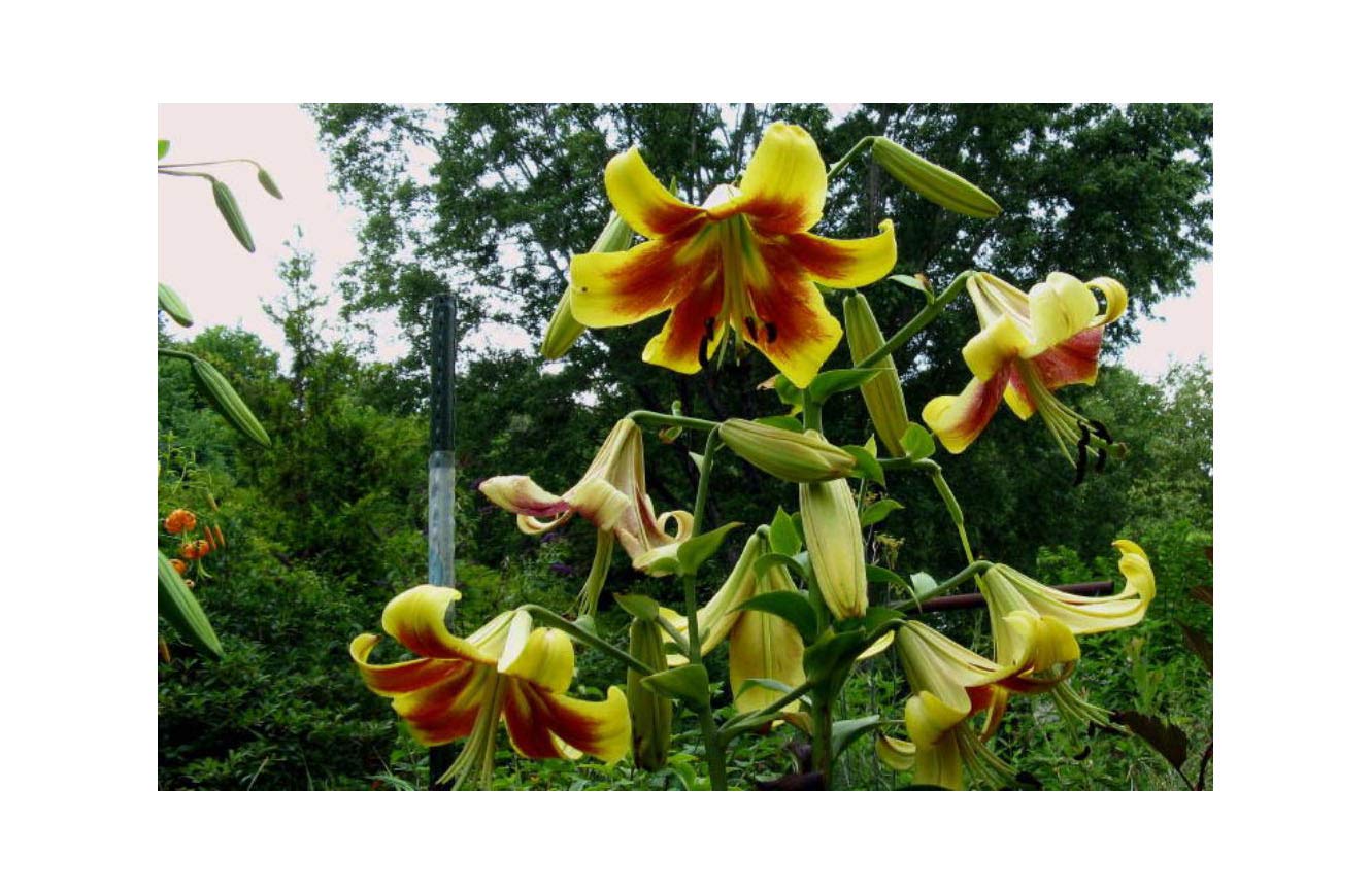GARTHWAITE NURSERIES® : - 6 “Robert Swanson” Oriental Trumpet Lily Giant (Tree-Like Lily) Garden Summer Perennial