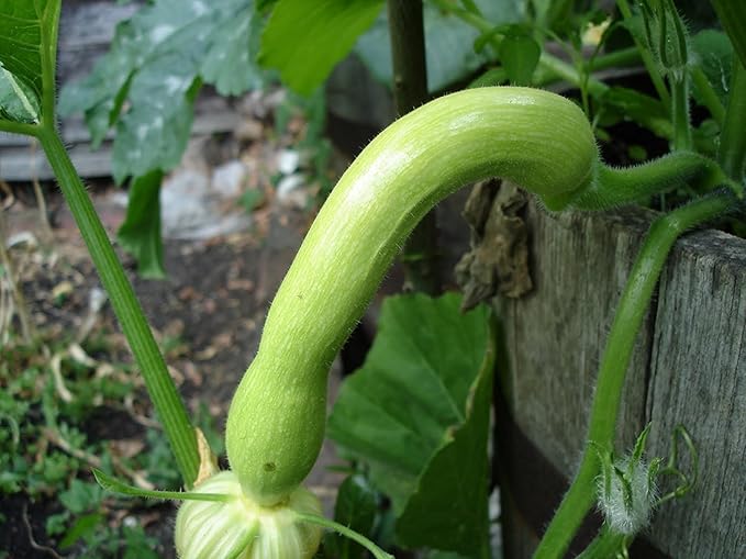 Climbing Zucchini,100 Seeds Trombocino,Rampicante, Italian Trombone Squash Amazon.ca Patio