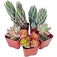 Sprout N Green 5 Pack Assorted Succulents Plants Live, Including Haworthia Succulents, Rare Home Plants for Indoor House Home Garden Wedding Decor Party Favor