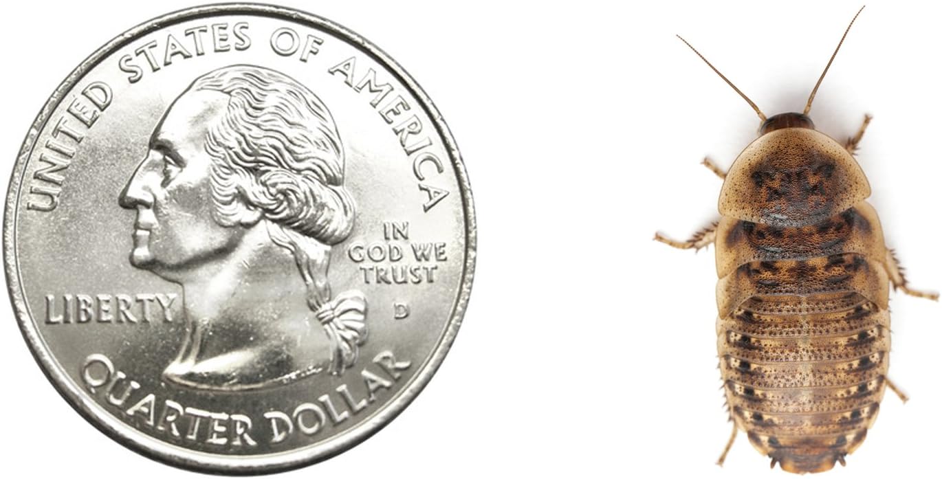 Medium Dubia roach Live feeder roaches 1000(ct)