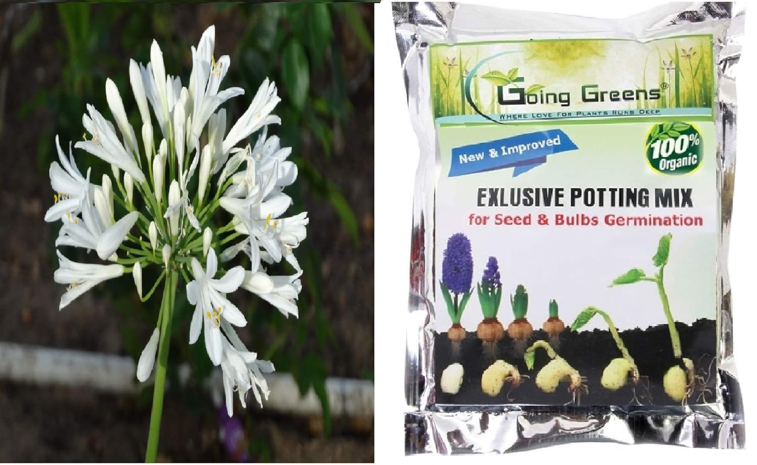 Going Greens Agapanthus White Flower Bulbs Pack Of 2 Bulbs With Potting Soil Mix For Seeds Bulbs 800 Grm Amazon In Garden Outdoors