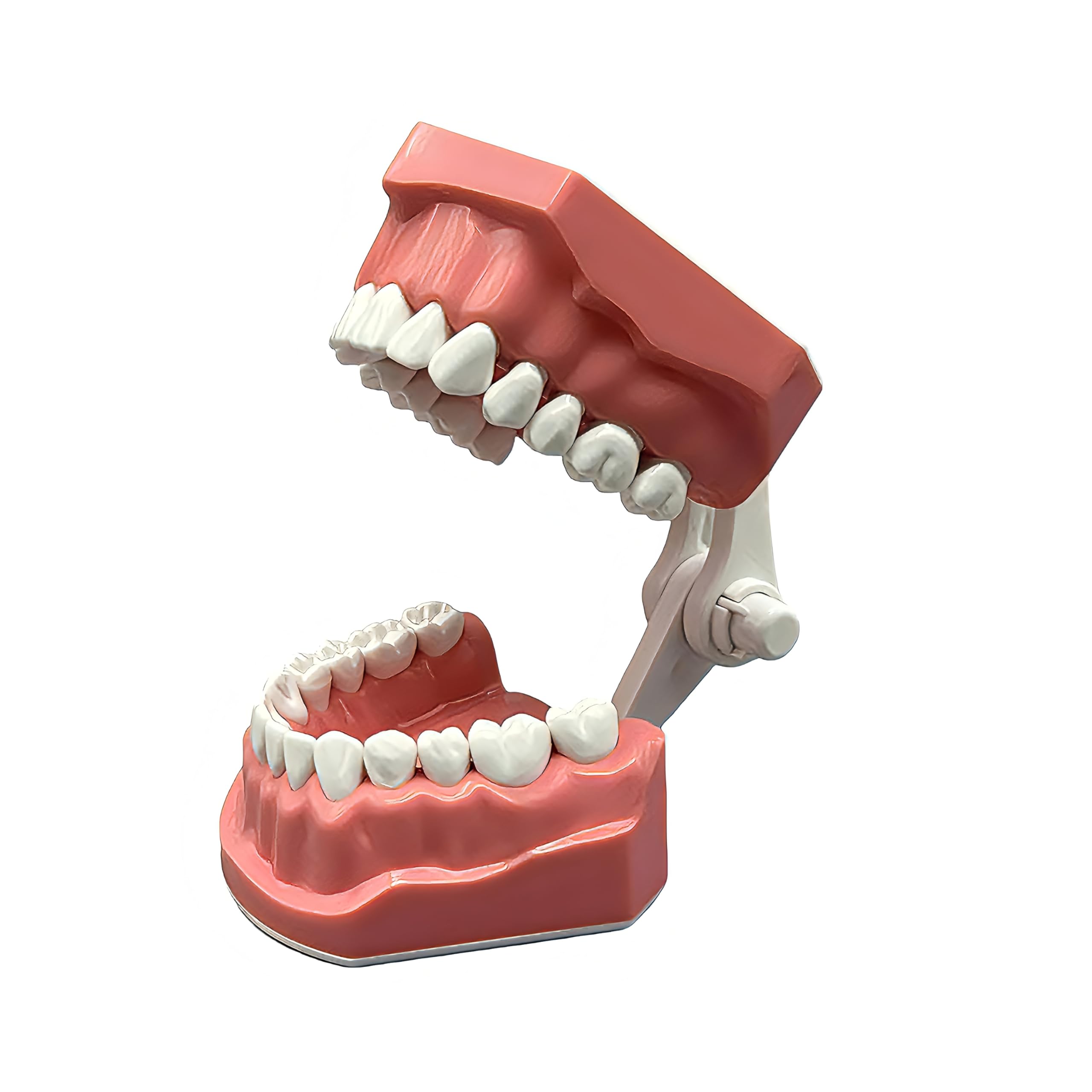 Photo 1 of 1:1 Anatomic Teeth Model - Silicone Practice Set for Brushing & Flossing Demonstration, Visible Gums