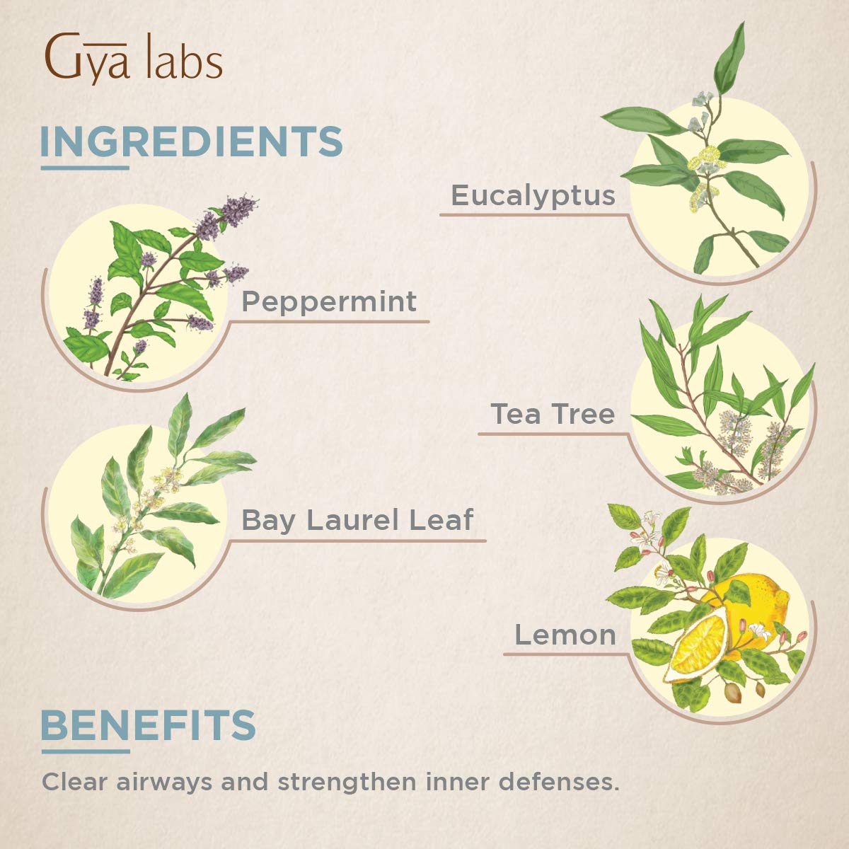 Gya Labs Breathe Essential Oil Blend - Peppermint & Eucalyptus for Sinus Relief & Congestion Relief (10ml) - 100% Pure Therapeutic Grade Aromatherapy Essential Oils Blends for Diffuser & Breathing : Beauty
