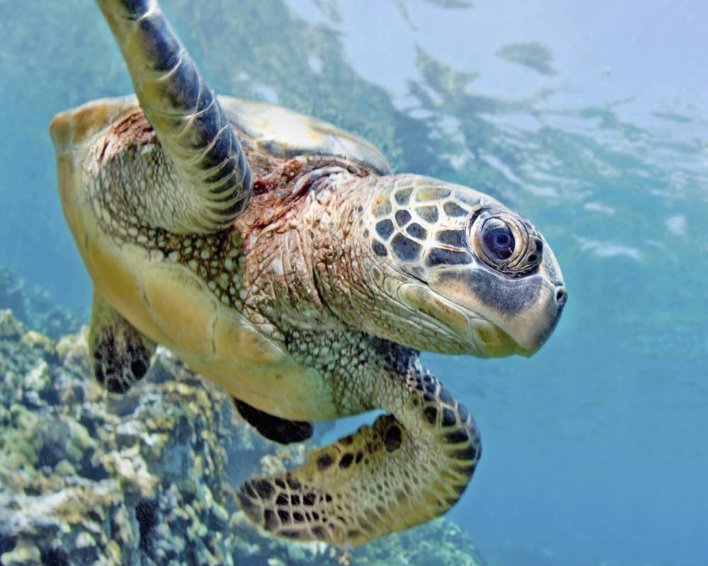 Amazon Com Posterazzi Dpi1975181 Hawaii Green Sea Turtle Chelonia Mydas An Endangered Species Poster Print 19 X 15 Posters Prints