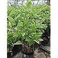 Polygonatum odoratum 'Variegatum' (Variegated Solomons Seal) Perennial, white flowers, 1 - Size Container