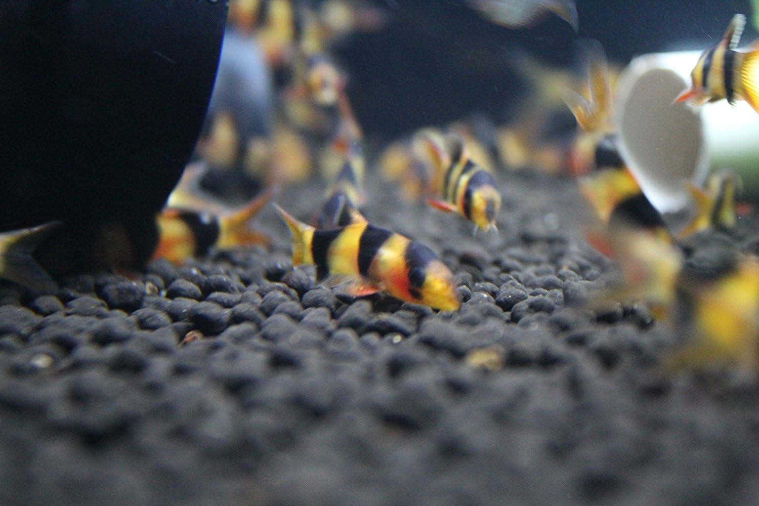 PrettyFish626 4 to 6 `Small` Clown Loach 1.5" Body Length (Chromobotia macracanthus) + Stem Plant or Java Moss (Buyers Choice)