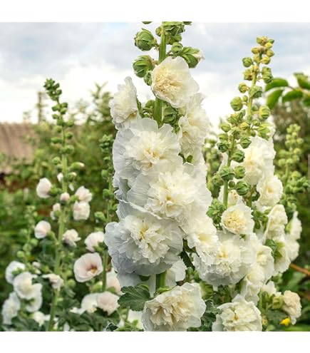 Amazon.com : Eden Brothers Snapdragon Seeds - Twinny Bronze Shades F1 :  Patio, Lawn & Garden