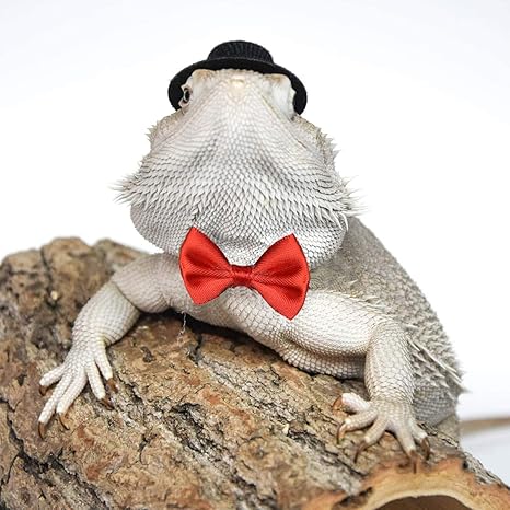 Vehomy 2 Sets Of Valentines Day Bearded Dragon Lizard Costume Reptile Black Hat And Pink Bowtie Red Hat And Red Bowtie Pet Mini Top Hat Bow Tie Outfit For Hamster Lizard Small