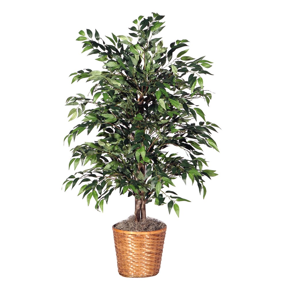 Best Green Home Decor Shrub