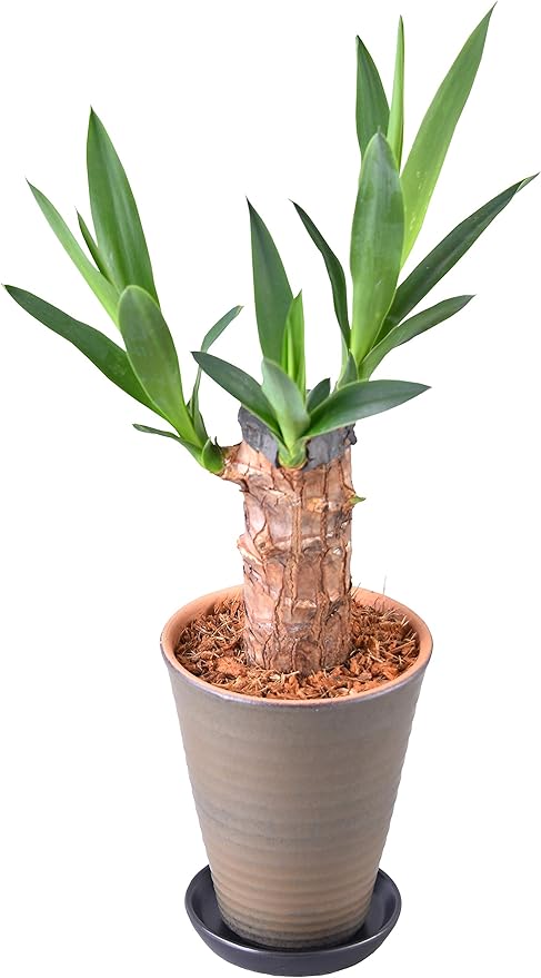 Amazon Co Jp 花のギフト社 青年の木 ユッカ ４号 陶器 鉢植え 鉢皿 観葉植物 インテリア グリーン ホーム キッチン