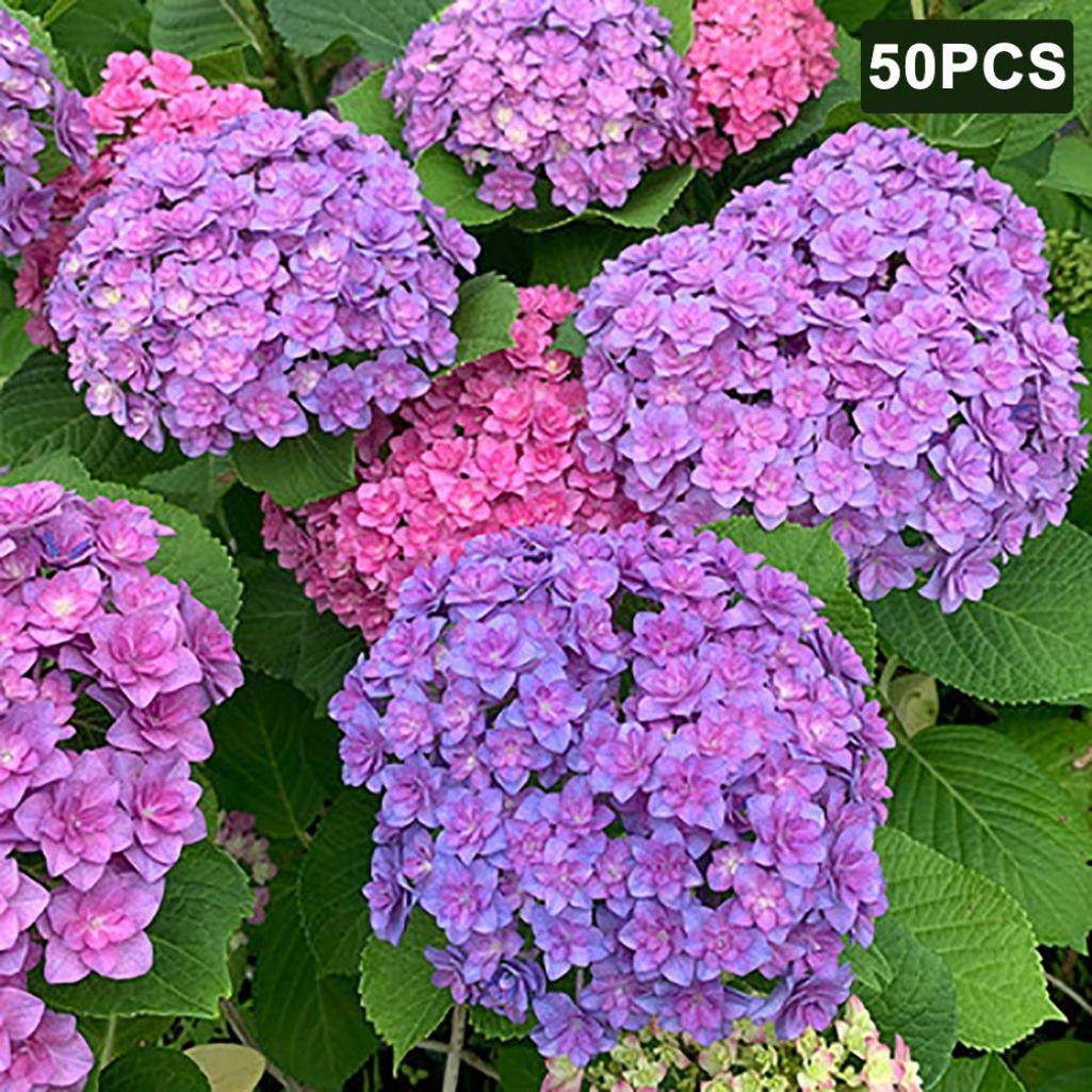 LOadSEcr's Garden, 50Pcs Hydrangea Flower Seed Patio Bonsai Non-GMO Ornamental Open Pollinated Plants Seeds, Yard Office Home Decoration - Blue Hydrangea- Buy Online in Grenada at grenada.desertcart.com. ProductId : 184075590. LOadSEcr's Garden, 50Pcs Hydrangea Flower Seed Patio Bonsai Non-GMO Ornamental Open Pollinated Plants Seeds, Yard Office Home Decoration - Blue Hydrangea- Buy Online in Grenada at grenada.desertcart.com. ProductId : 184075590.
