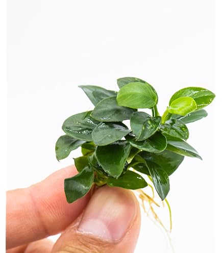 Amazon.com: Planterest - Anubias Nana Bonsai Freshwater Live Aquarium Plant  Decorations BUY2GET1FREE : Pet Supplies