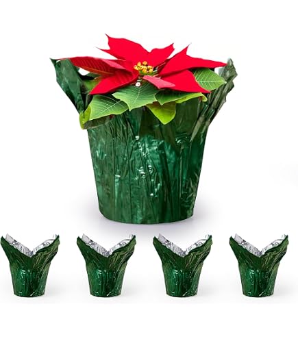anthurium andraeanum Anthurium andraeanum 6in Assorted Flowering main image 0
