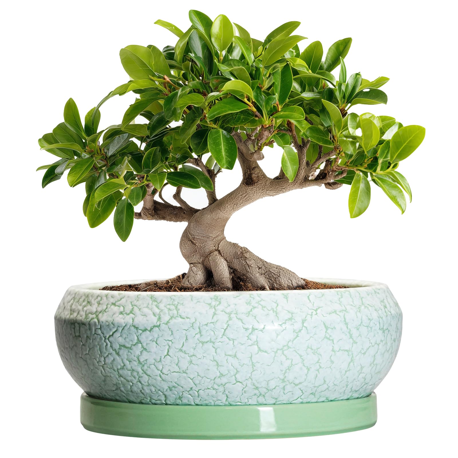 EPFamily Bonsai Pots - 10 Inch Ceramic Succulent Pot with Drainage Hole and Plant Saucer, Succulent Planters for Indoor Outdoor, Round Planter Bowl, Shallow Planter, Home Decor, Gardening Gift, Green Image