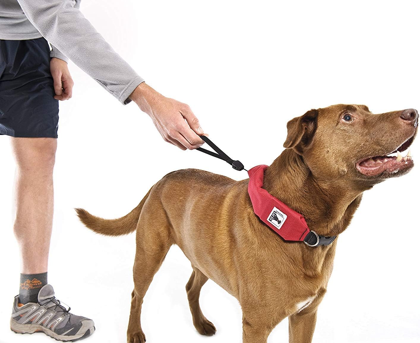 rad dog release n run dog leash and collar