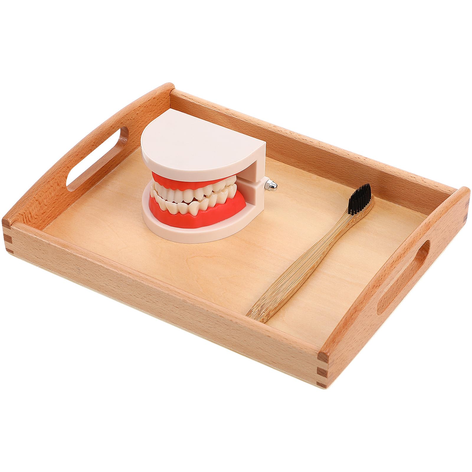 NUOBESTY Brushing Teeth Model Teeth Care Model Brushing Flossing Practice Teeth Mode Montessori Homeschool Learning Toys Preschool STEM Toys for Toddlers Kids (Random Color)