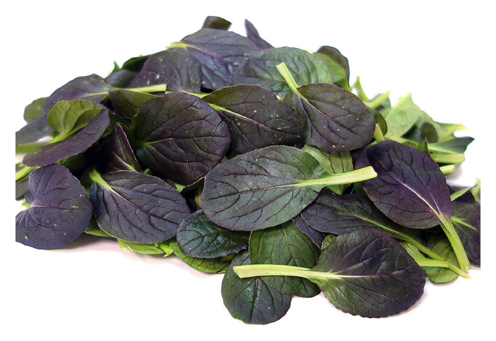 PREMIER SEEDS DIRECT - TATSOI RED F1-1.0 GM ~ 400 Seeds