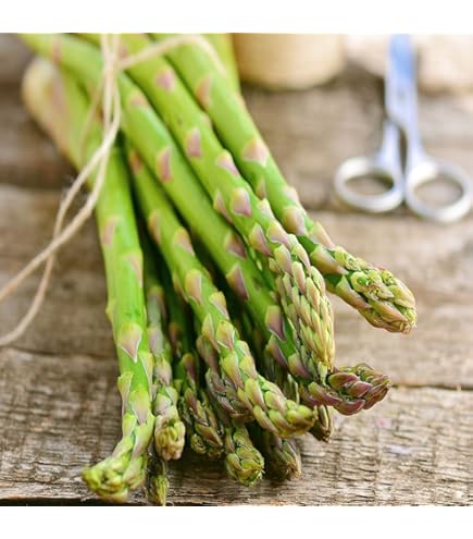 ASPARAGUS 「#1 / モメント」 Amazon.com : Jersey Giant Live Asparagus Bare Root Plants