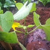 Huerto Urbano - Kit Happy Garden Tomate Cherry - Batlle: Amazon.es ...
