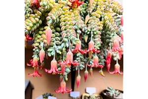 HILROQG Cotyledon Pendens Succulent Live Plant, Trailing Succulent Plant Live Houseplant in 2 Inch Pot, Small Succulent Live Plant