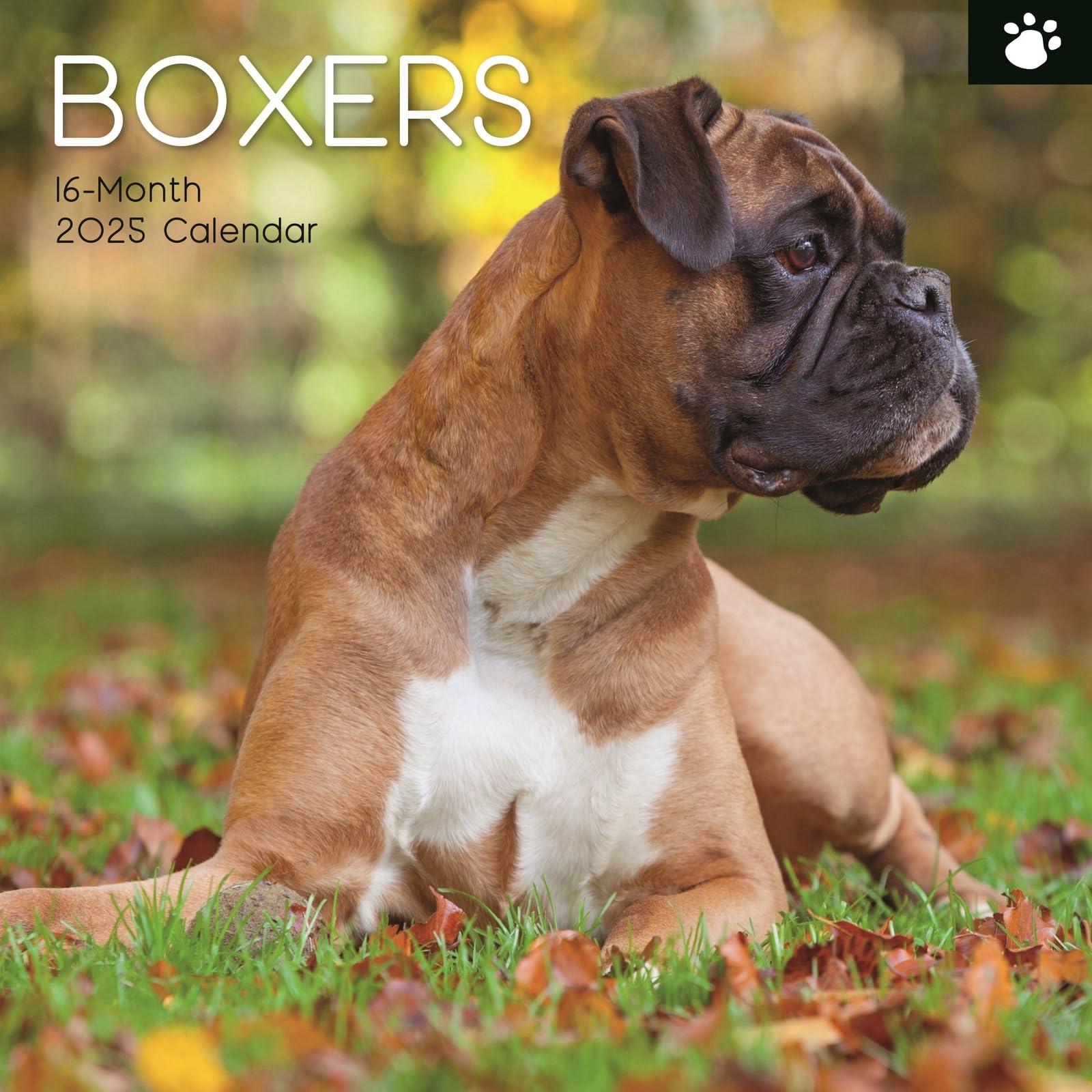 2025 Square Wall Calendar, Boxers, 16-Month Animals Theme with 180 Reminder Stickers (30 x 30 CM)