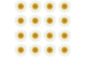 PATIKIL 48 Pcs Dried Pressed Flower Natural Dried Daisy Flower for DIY Art Crafts House Decoration Nails Decoration,White
