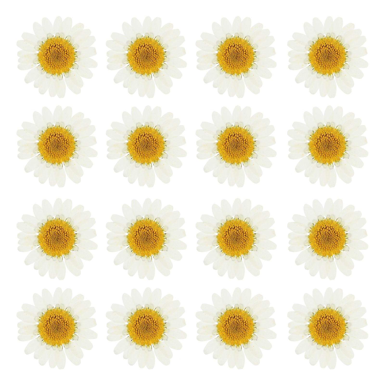 PATIKIL 48 Pcs Dried Pressed Flower Natural Dried Daisy Flower for DIY Art Crafts House Decoration Nails Decoration,White