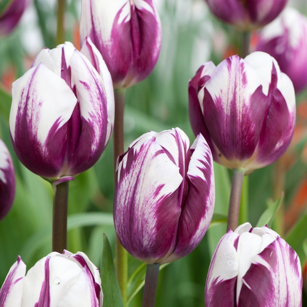 Tulip Blueberry Ripple Bulbs Hardy Scented Two Tone Spring Garden ...