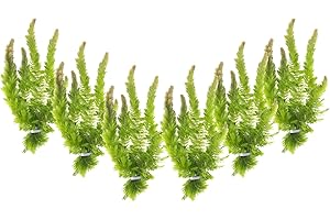 CANTON AQUATICS Live Aquarium 6 Hornwort Coontail Indoor Plants - Excellent Aquarium Plant - Beautiful Effect to Aquarium - Fast Growth, Long Lasting & Easy to Care Aquatic Plants - Pack 6