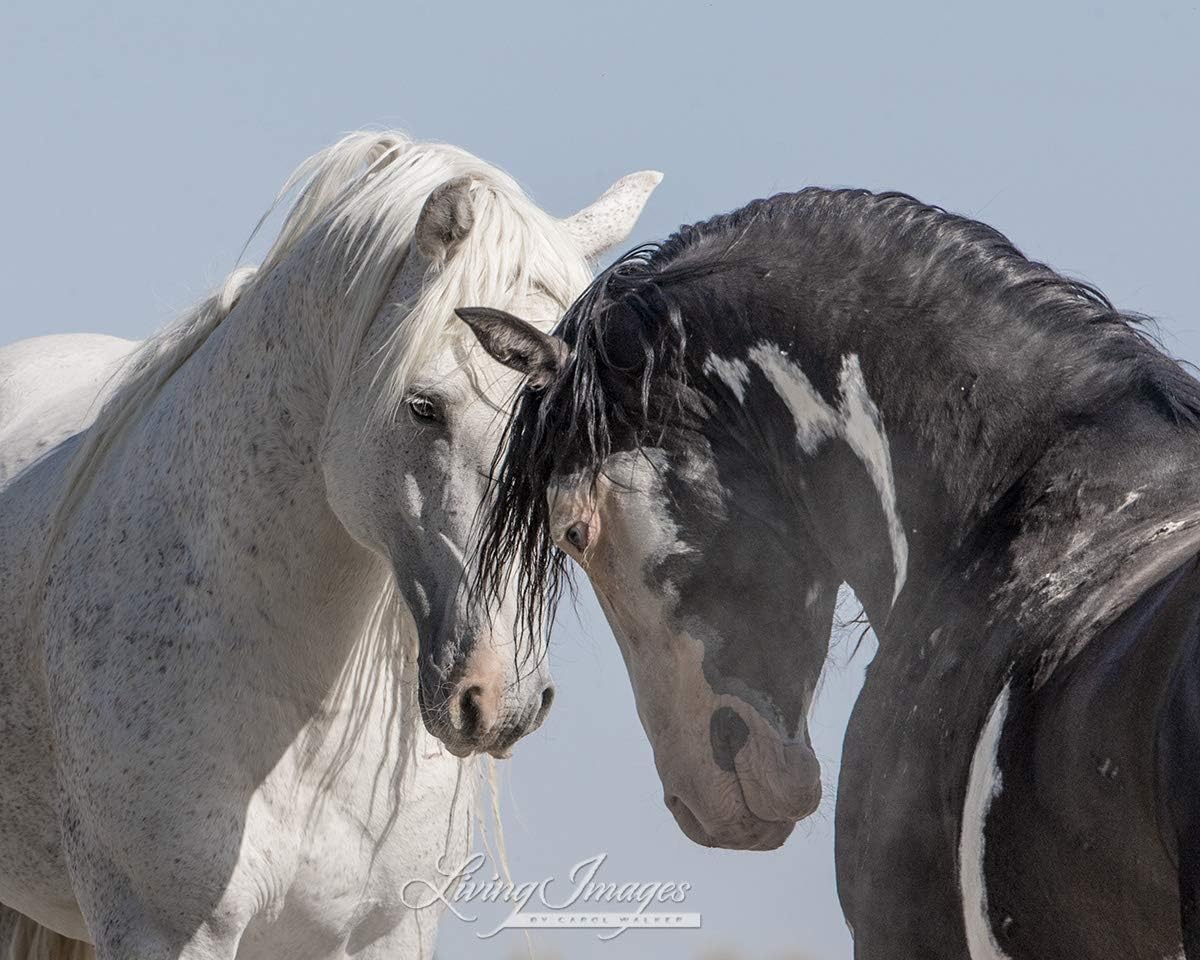 Wild Horse Stallions Sand Wash Photography Print -"Two Stallions Meet"