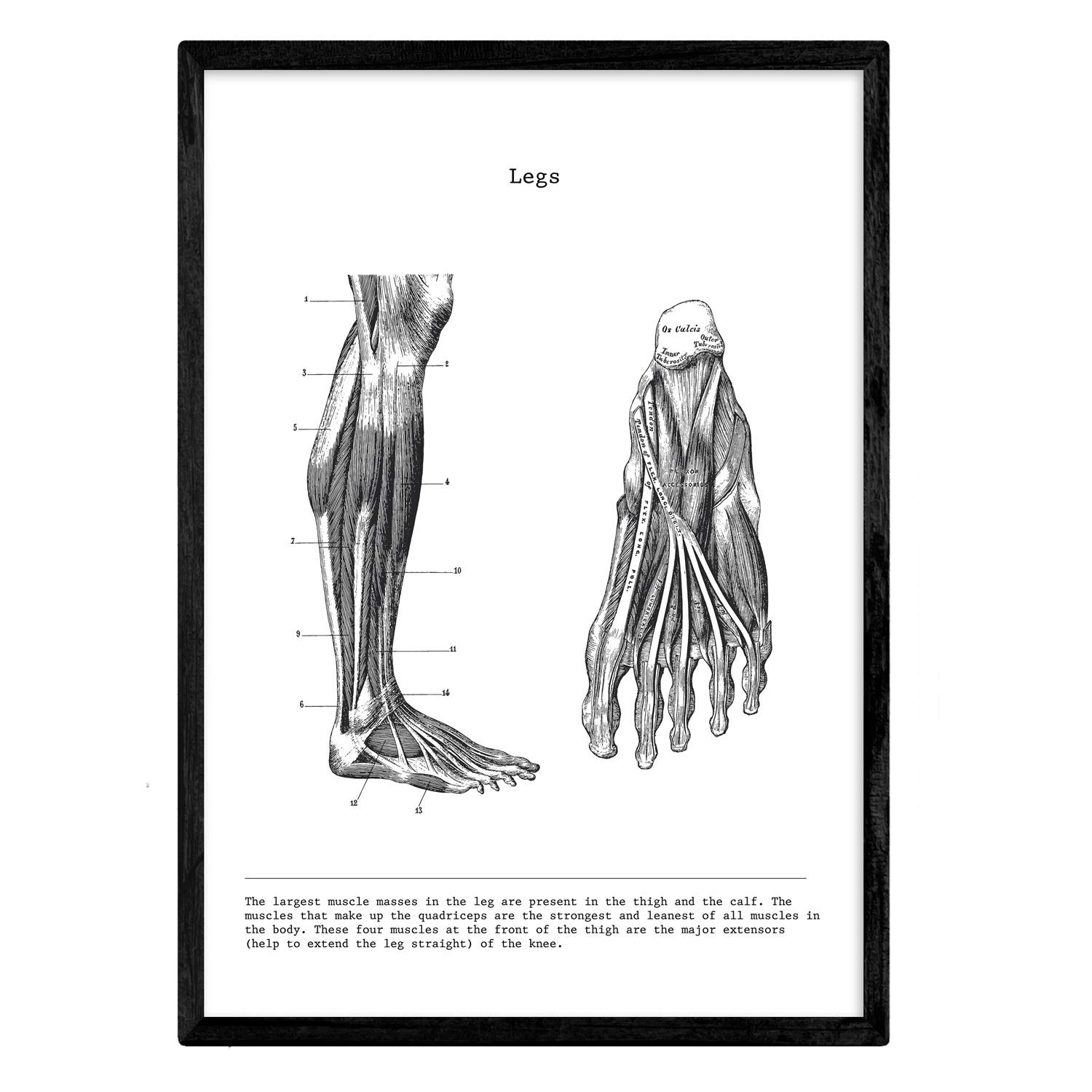 Nacnic Anatomy Poster. Vintage style wall decoration of legs, muscles and bones. Assorted black and white pictures of human anatomy and body parts. Size A4. โ image 1