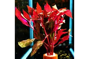MAINAM Alternanthera Reineckii VAR. Rosanervig Mini Freshwater Red Stems Live Aquarium Plant