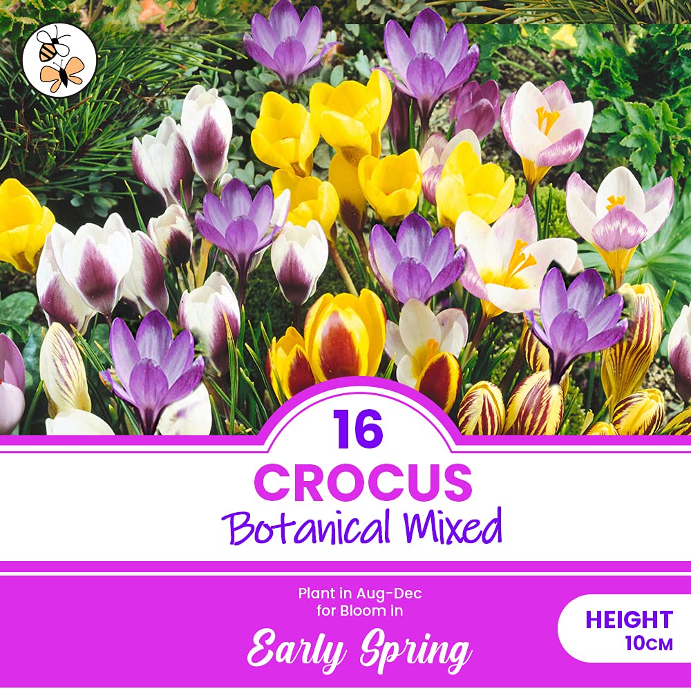 15 x Crocus Botanical Mixed - Blues, White, Yellows & Purples - a Hearty Perennial Mixture - Blooms Early Spring - Abundance of Colour to Your Patio or Landscape - for Your Beautiful Garden