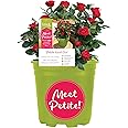 6qt Petite Knockout Red Rose