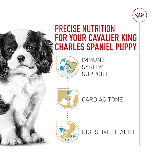 ROYAL CANIN BREED HEALTH NUTRITION CAVALIER KING CHARLES SPANIEL PUPPY DRY DOG FOOD, 3 LB BAG