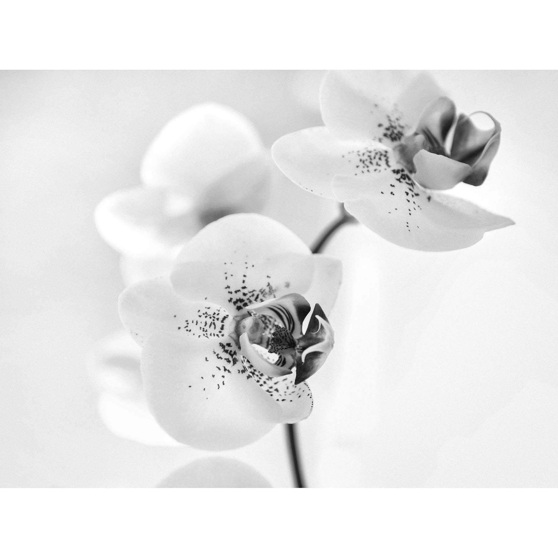 Wee Blue Coo Orchid Flower Black White Photo Art Picture Canvas Print