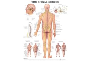 ANATOMY STUFF The Spinal Nerves Anatomical Chart
